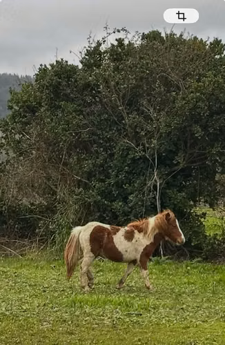 Pony macho