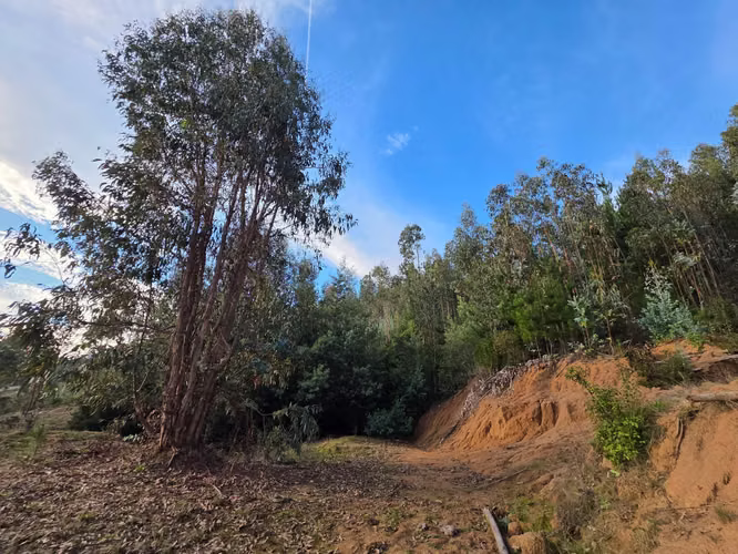 Parcelas, 5.000m2, a 25 min de Concepción, Copiulemu, Florida