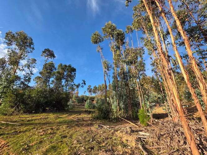 Parcelas, 5.000m2, a 25 min de Concepción, Copiulemu, Florida