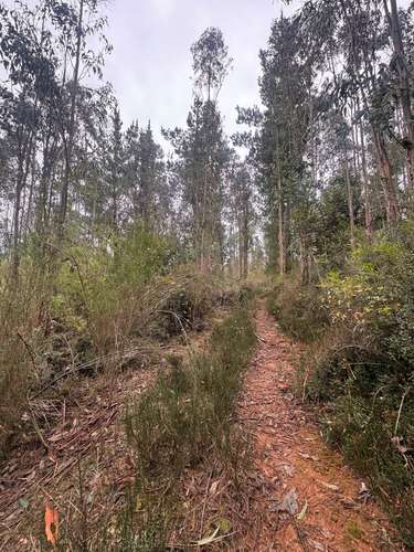 Dos Parcelas en Venta | 3,90 Hectáreas Cada Una | Contulmo | $21.000.000 c/u