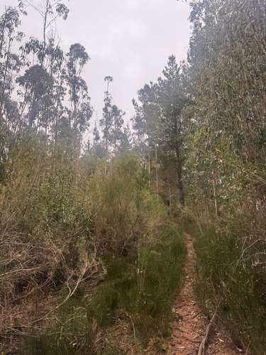 Dos Parcelas en Venta | 3,90 Hectáreas Cada Una | Contulmo | $21.000.000 c/u