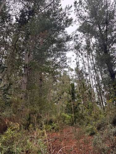 Dos Parcelas en Venta | 3,90 Hectáreas Cada Una | Contulmo | $21.000.000 c/u
