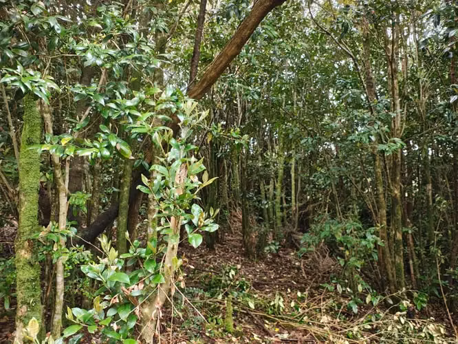 Terreno en ancud, chiloe. - Imagen 2