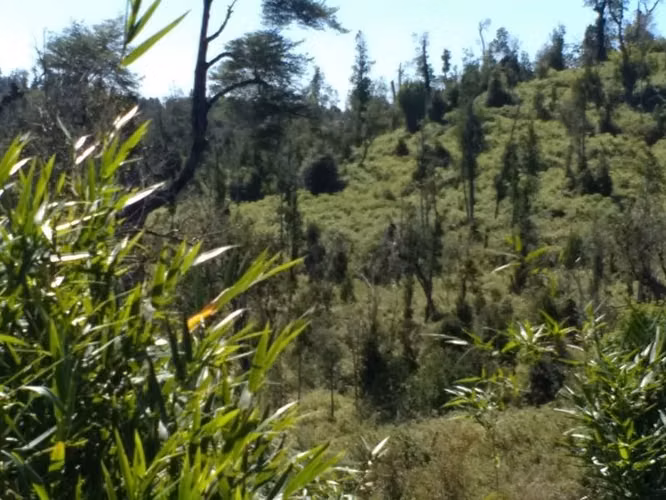 Campo Parcela en venta en Ancud