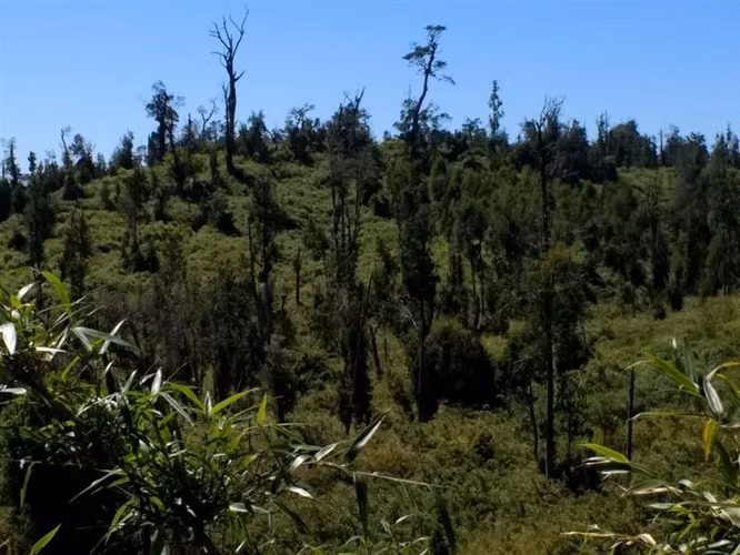 Campo Parcela en venta en Ancud