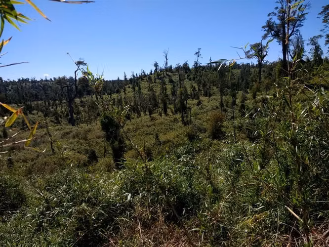 Campo Parcela en venta en Ancud