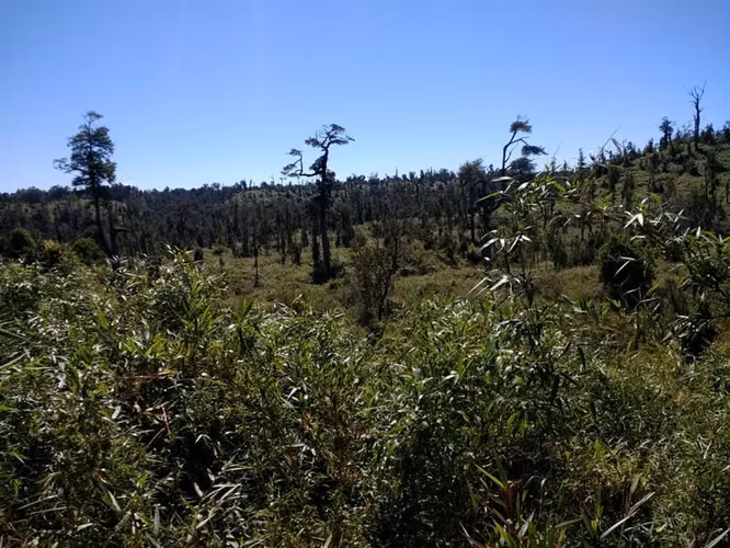 Campo Parcela en venta en Ancud
