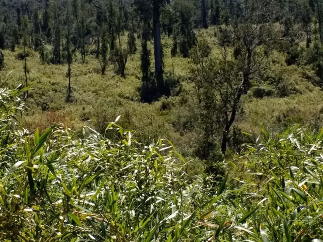 Campo Parcela en venta en Ancud