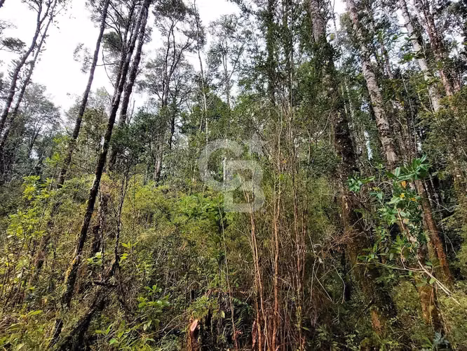 Parcela ecológica Altos de Polincay