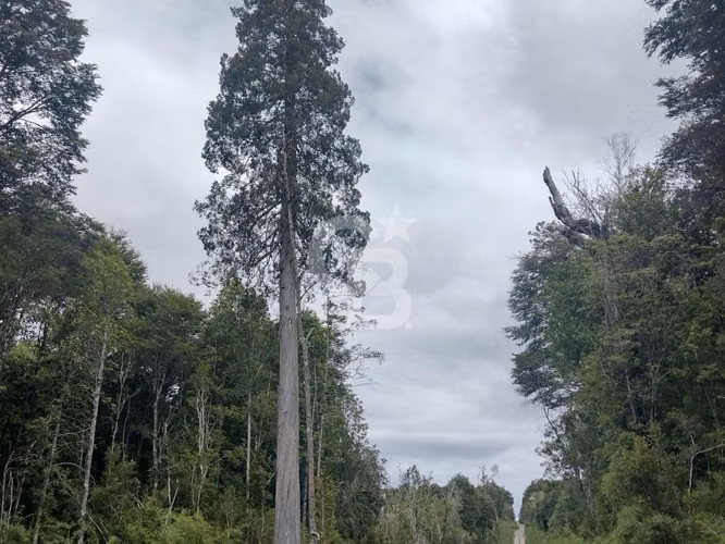 Parcela ecológica Altos de Polincay