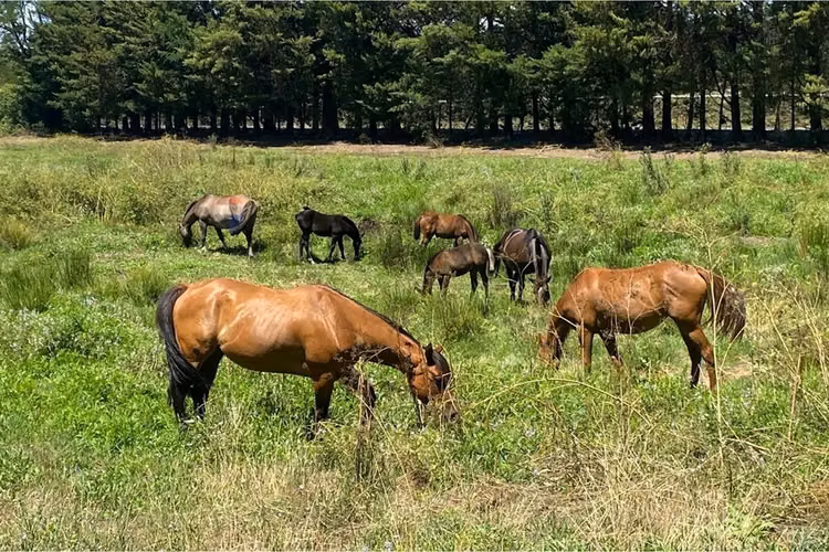 Gran oportunidad: campo agrícola en los ángeles