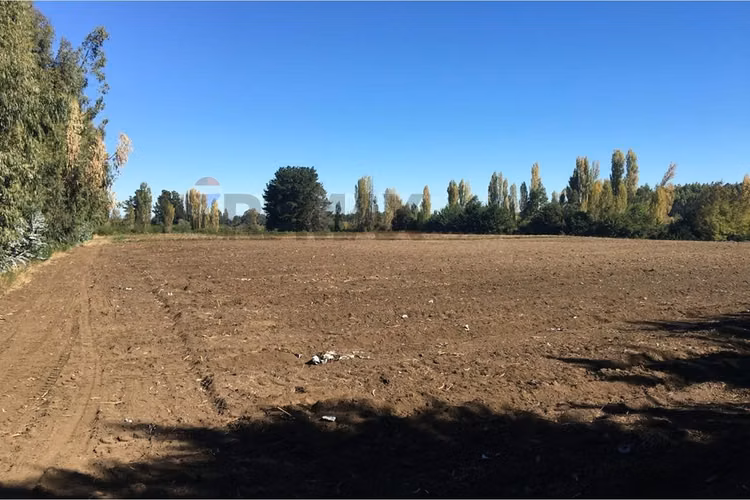 Gran oportunidad: campo agrícola en los ángeles