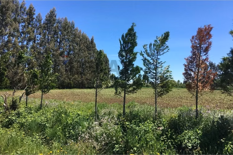 Gran oportunidad: campo agrícola en los ángeles
