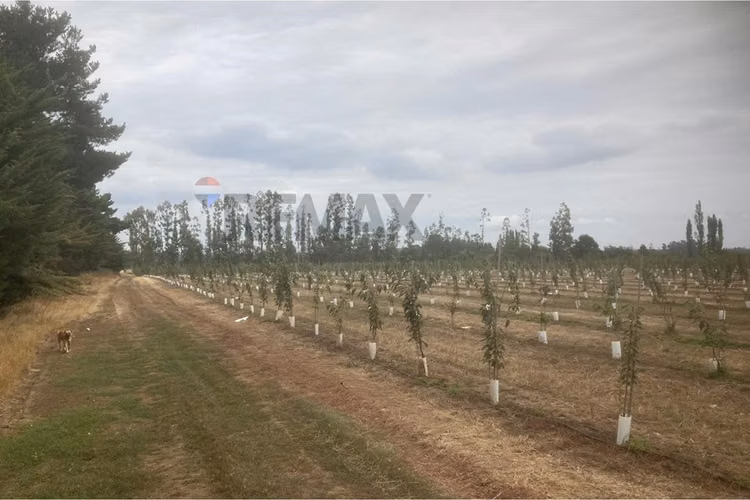 Gran oportunidad: campo agrícola en los ángeles