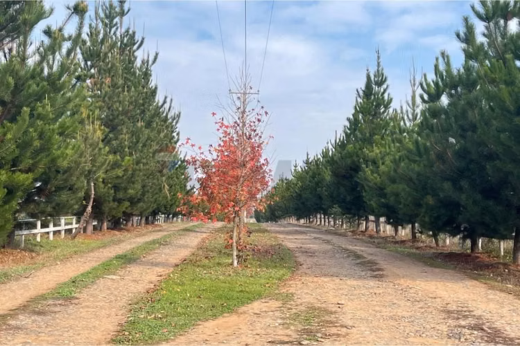 Se vende sitio 5000 m2 loteo haras de huiquilemu