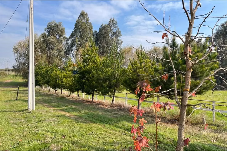 Se vende sitio 5000 m2 loteo haras de huiquilemu