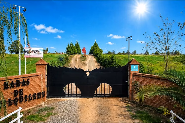 Se vende sitio 5000 m2 loteo haras de huiquilemu