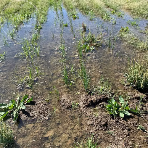 Lampa | Campo Agrícola con Derechos de Agua Inscritos - Imagen 9