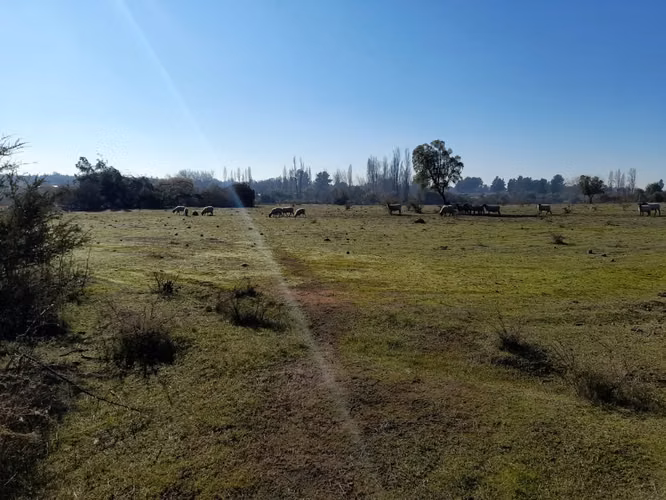 Venta de campo Bulnes - Imagen 3