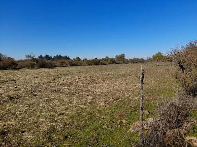 Venta de campo Bulnes - Imagen 2
