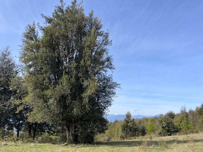 Exclusiva parcela con  vstas panorámicas en Pucón!