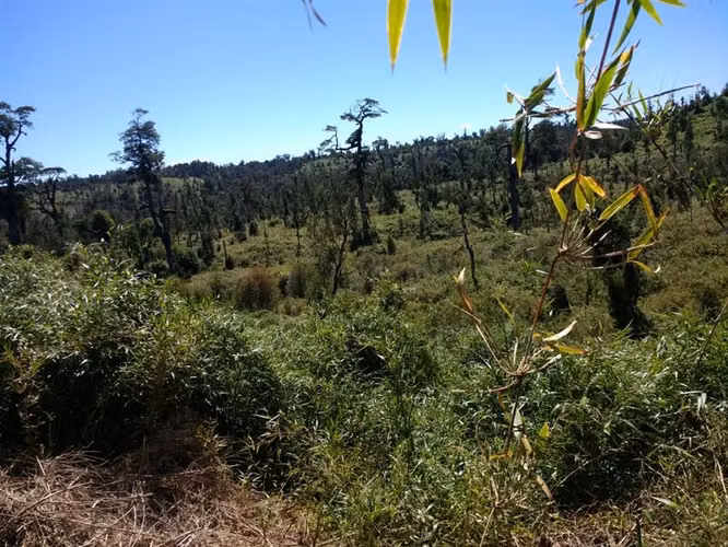 Terreno Campo en venta en Ancud - Imagen 32
