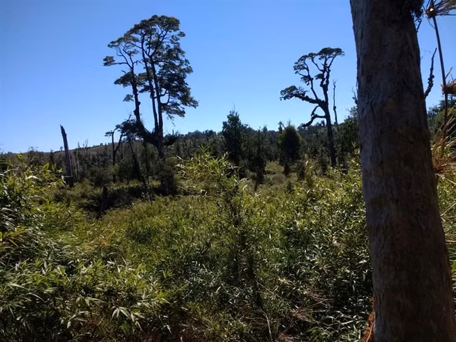 Terreno Campo en venta en Ancud - Imagen 8