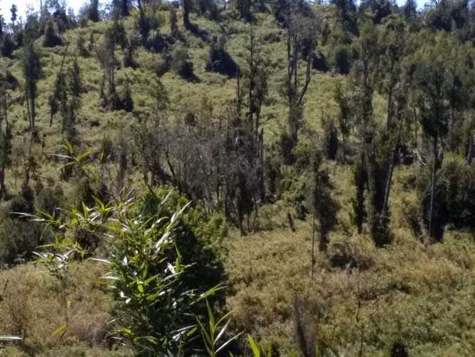 Terreno Campo en venta en Ancud - Imagen 11