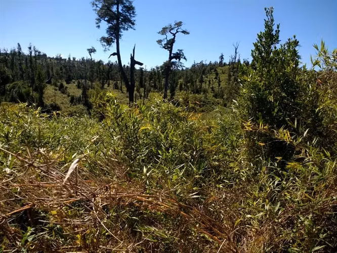 Terreno Campo en venta en Ancud - Imagen 20