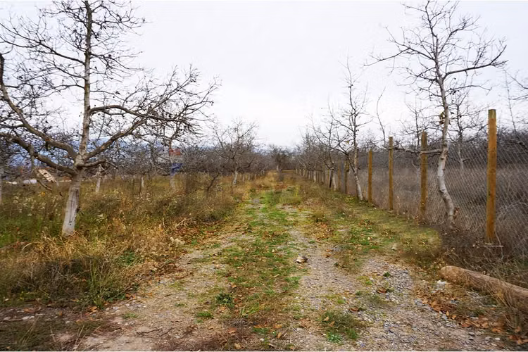 Venta parcela paine - Imagen 8