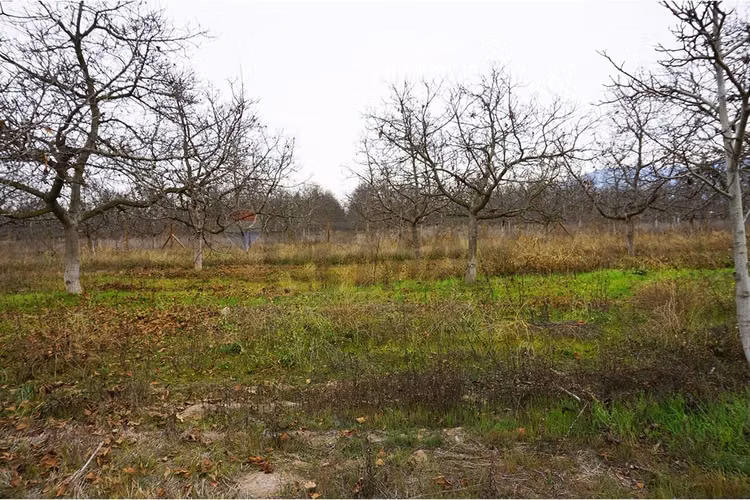 Venta parcela paine - Imagen 18