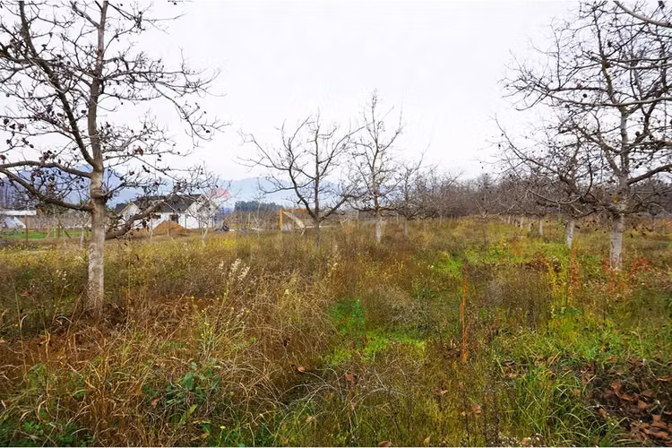 Venta parcela paine - Imagen 11
