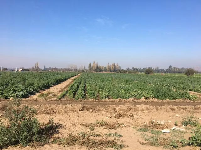 Gran Terreno a la Venta en Sector O’Higgins Ignacio Carrera, Comuna Lampa.