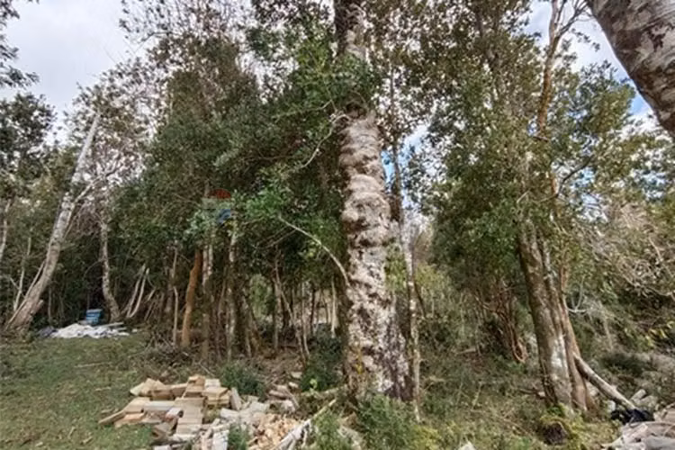 Venta de refugio natural en región de los ríos