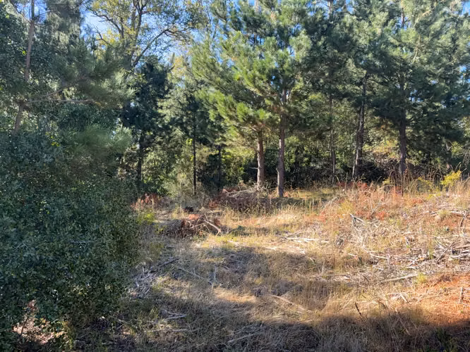 TERRENO  VENTA SECTOR MIRRIHUE  ANTUCO 18000 M2 - Imagen 8