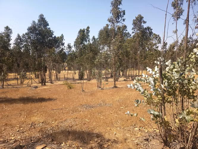 OPORTUNIDAD PARCELA EN PERALILLO 5000 M2