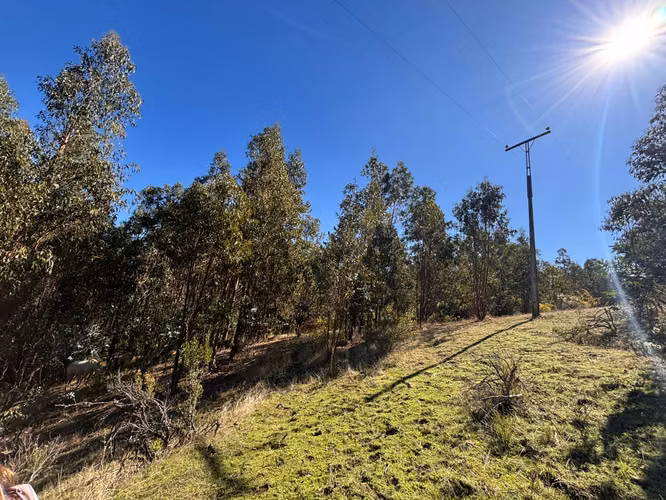 VENTA TERRENO  4 HECTAREAS MONTERREY ALTO, COMUNA YUMBEL