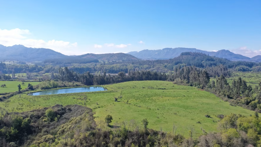 CAMPO 77HA BUEN PRECIO Y CONDICIONES IDEAL AVELLANO EUROPEO