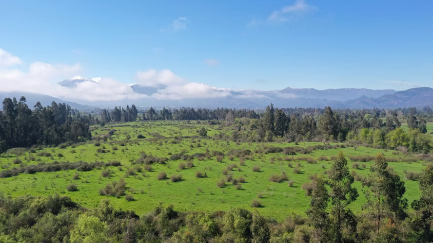 CAMPO 77HA BUEN PRECIO Y CONDICIONES IDEAL AVELLANO EUROPEO