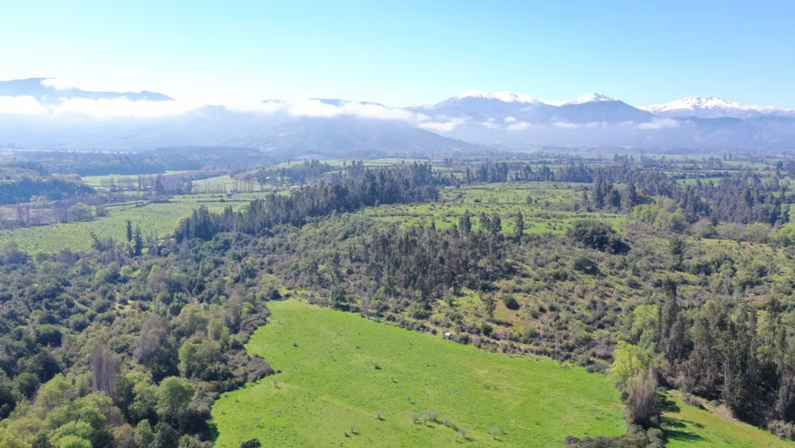 CAMPO 77HA BUEN PRECIO Y CONDICIONES IDEAL AVELLANO EUROPEO