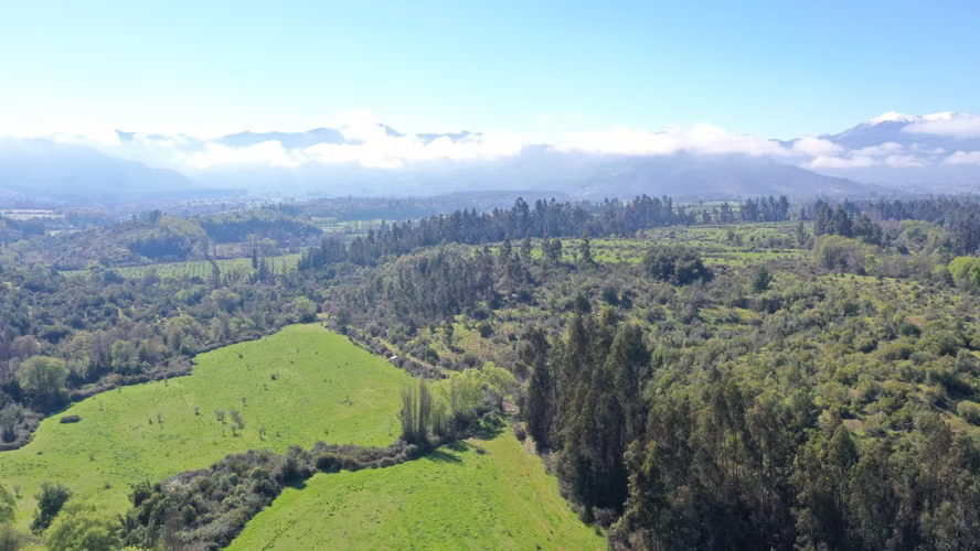 CAMPO 77HA BUEN PRECIO Y CONDICIONES IDEAL AVELLANO EUROPEO