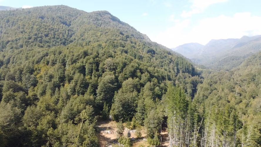 CAMPO FORESTAL MITIGACIÓN CONSERVACIÓN EN QUILACO