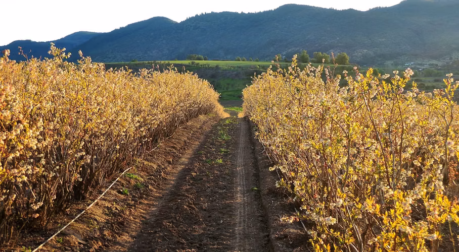 VIÑEDO EN VENTA, PROPIEDAD AGRÍCOLA EN PENCAHUE, 100 HA - Imagen 10