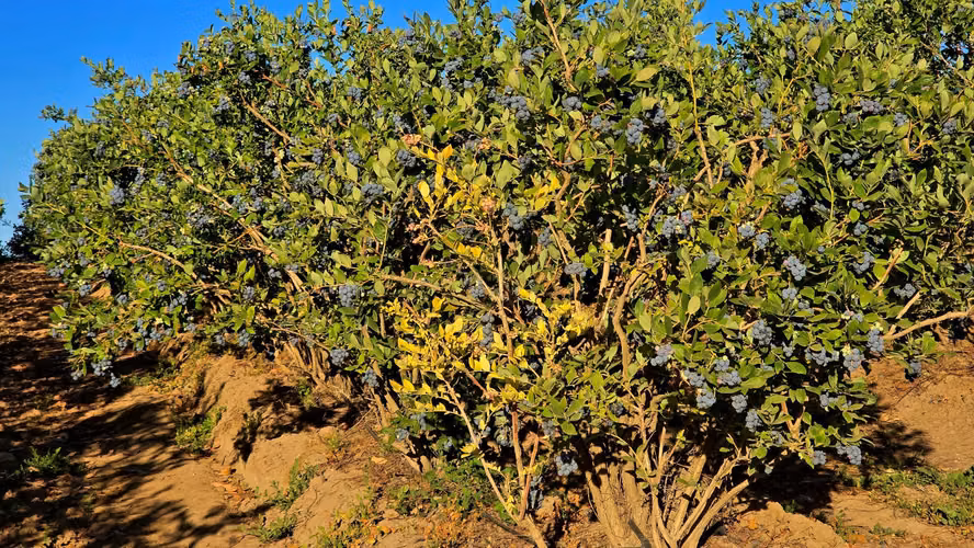 VIÑEDO EN VENTA, PROPIEDAD AGRÍCOLA EN PENCAHUE, 100 HA - Imagen 9