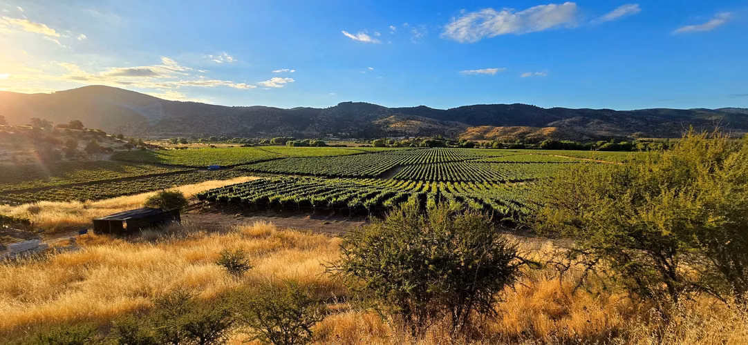 VIÑEDO EN VENTA, PROPIEDAD AGRÍCOLA EN PENCAHUE, 100 HA