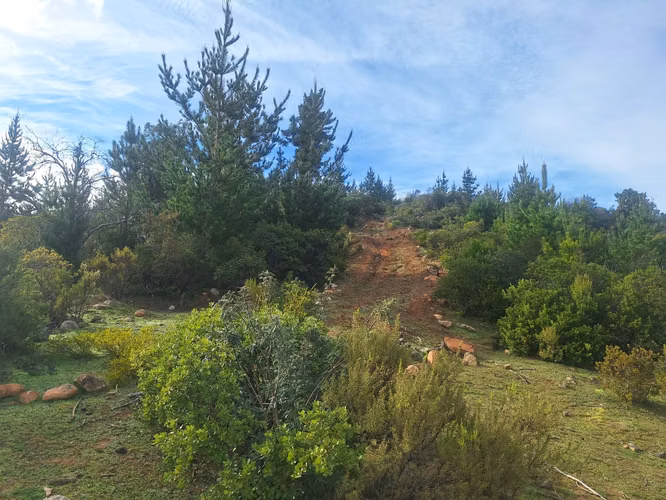24 hectáreas en Las Palmas de Toconey, Pencahue. Talca