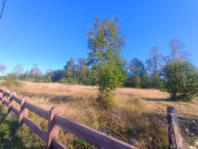 Parcela con bosque nativo