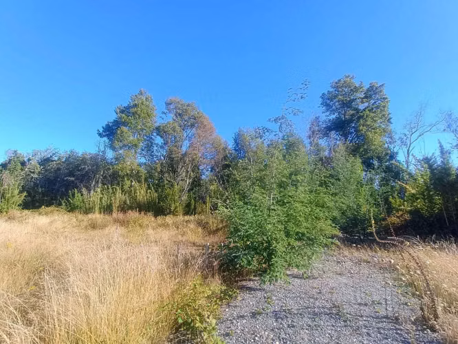 Parcela con bosque nativo
