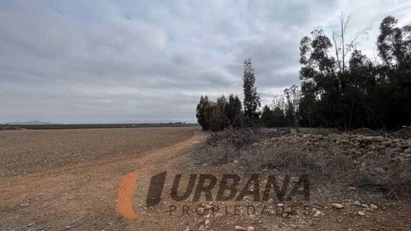 Agrícola TERRENO AGRÍCOLA DE 37,6 HA - 46 ACCIONES DE AGUA - TAMAYA