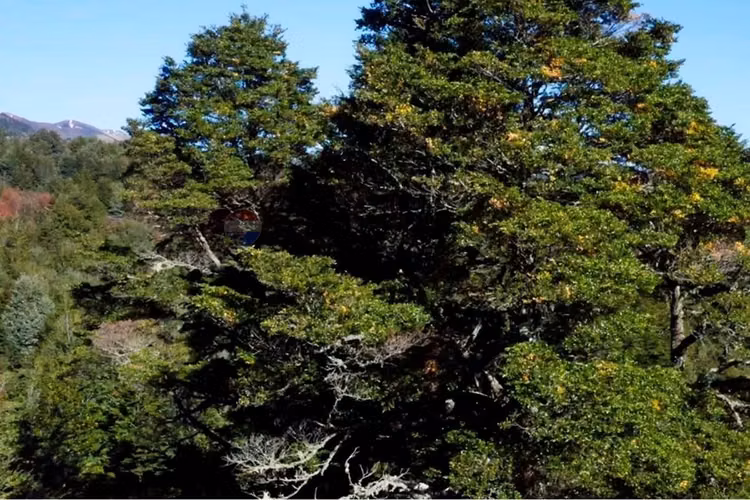 Inversión única en pucón: terreno de 830.000 m²